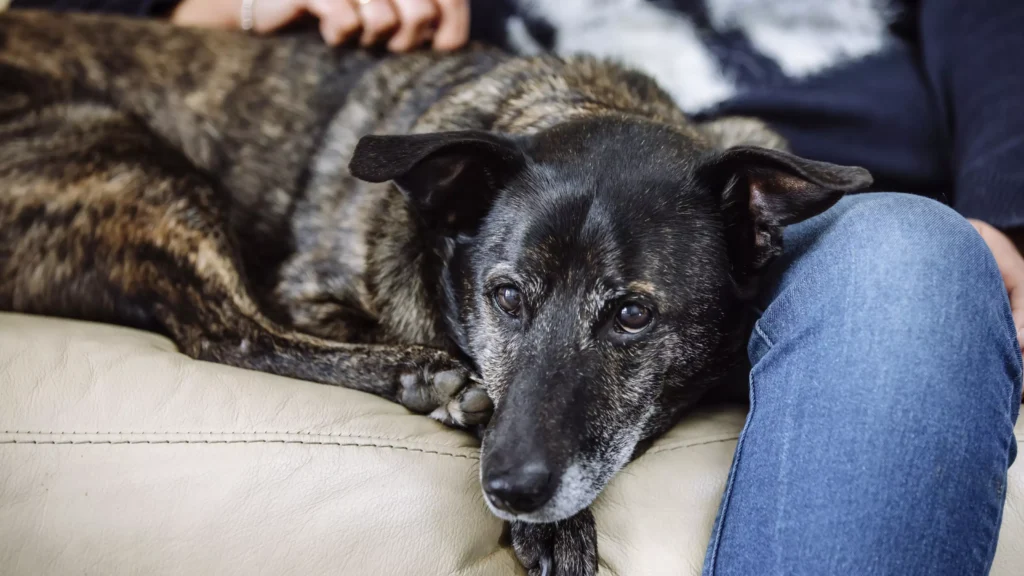 CBD for dogs