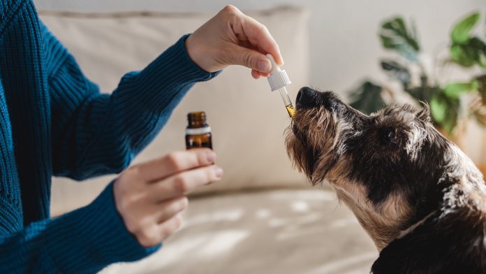 CBD for dogs with cancer