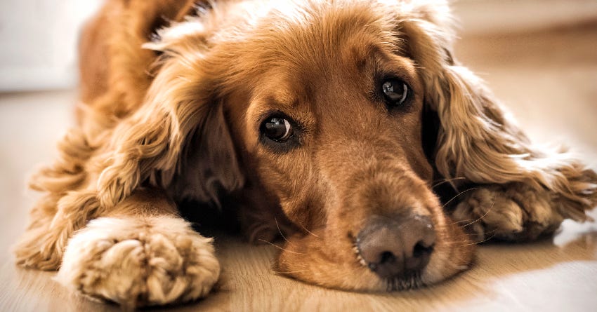 CBD for Dogs with Separation Anxiety Can It Really Help