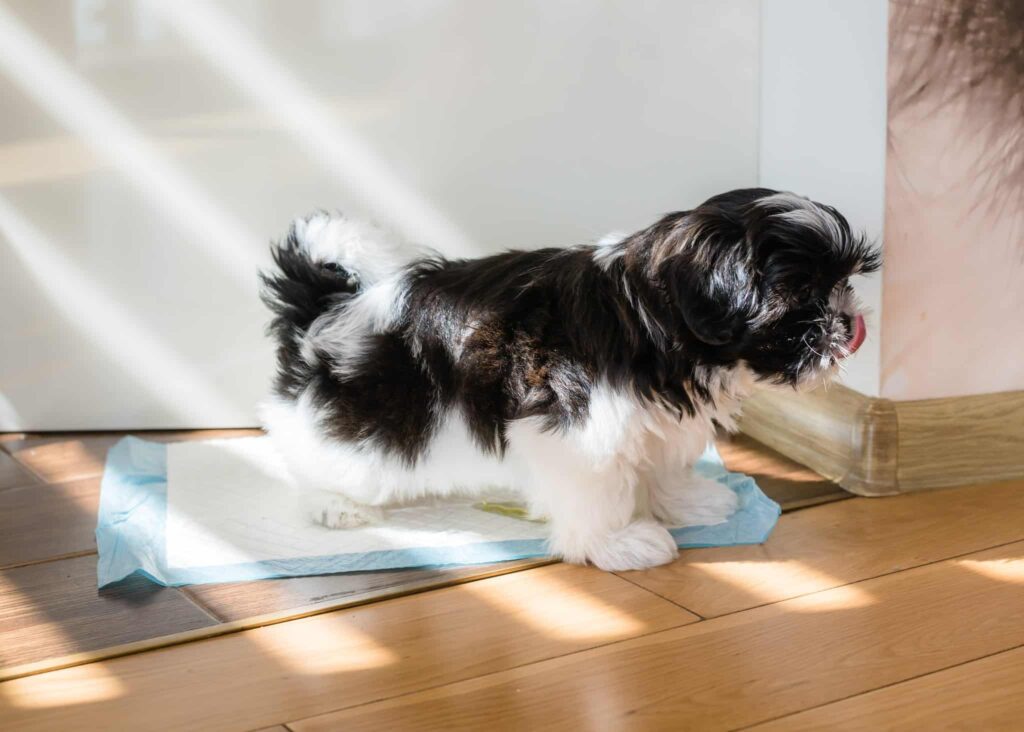 Understanding Separation Anxiety in Dogs