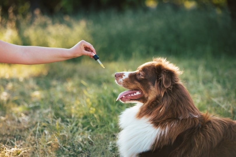 CBD and Skin Allergies in Dogs Can It Reduce Itching