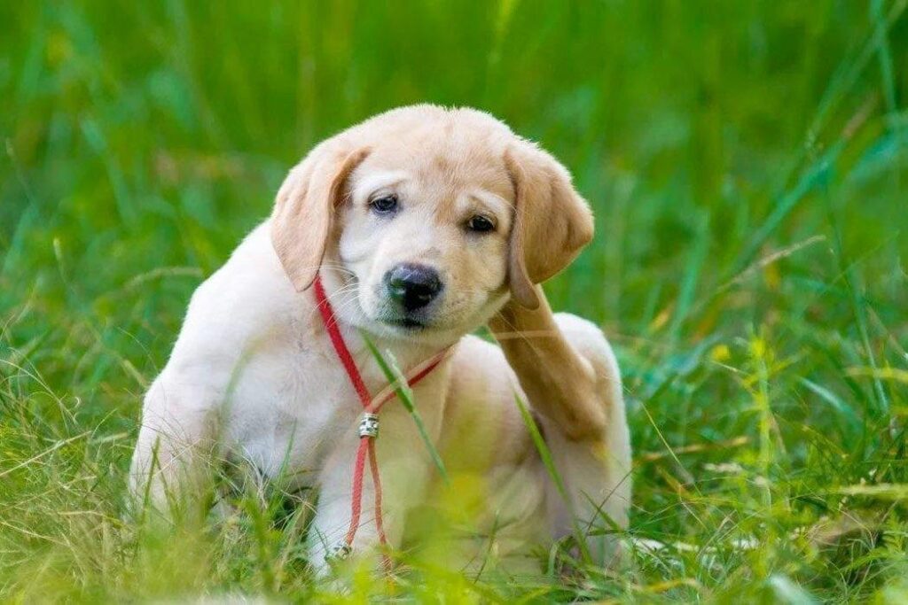 Conventional Treatments for Dog Skin Allergies