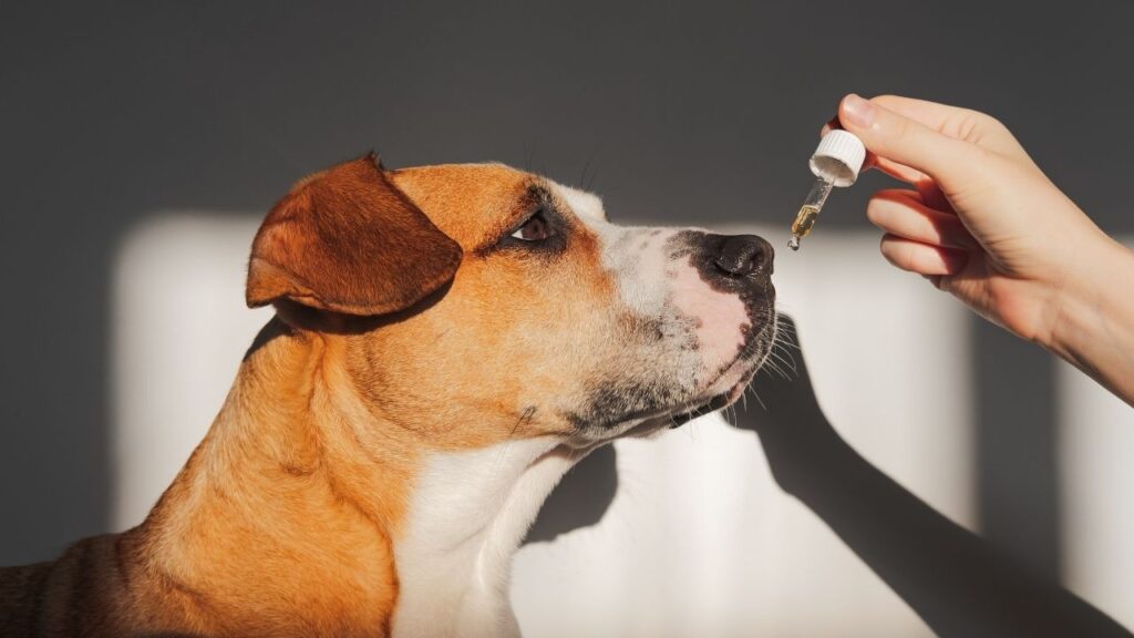CBD for senior dogs