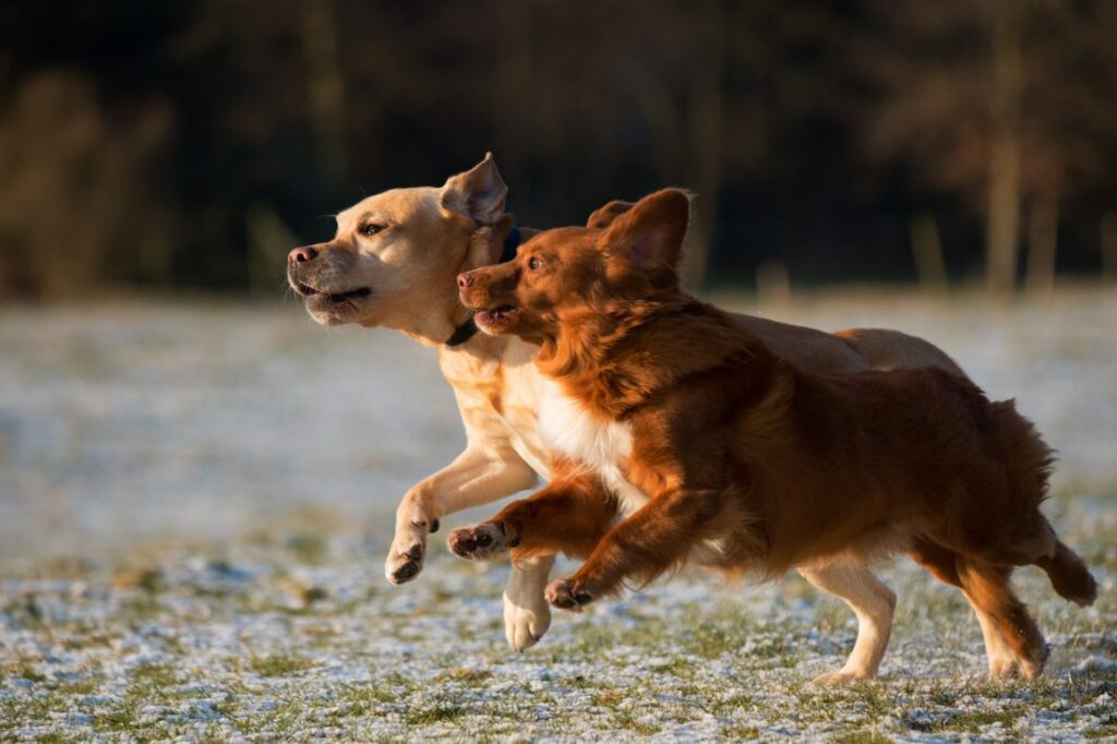 Full-Spectrum vs Broad-Spectrum CBD for Dogs