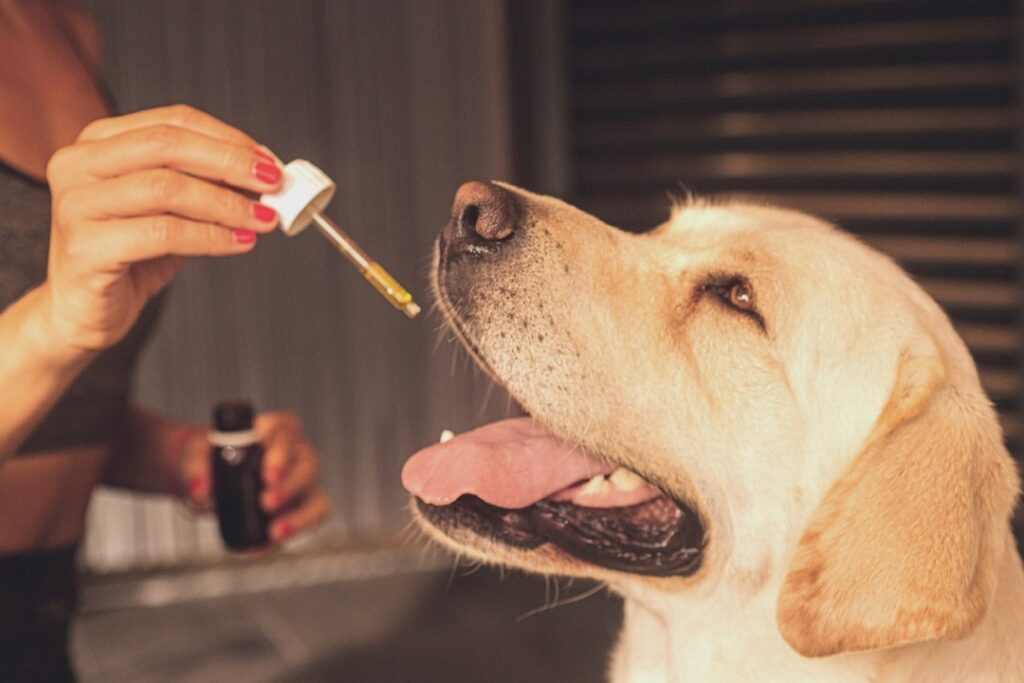 Is CBD Safe for Dogs