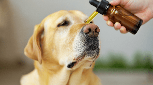 Is CBD Safe for Dogs Side Effects Every Owner Should Know