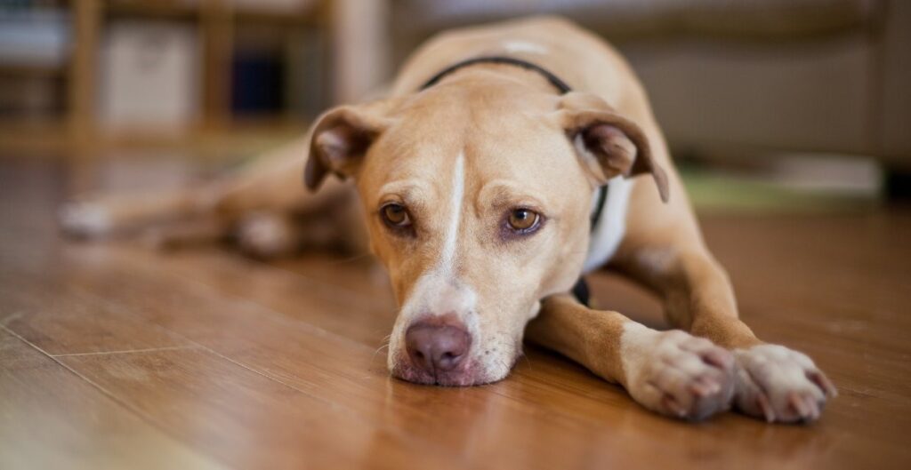 cbd dog treats for anxiety