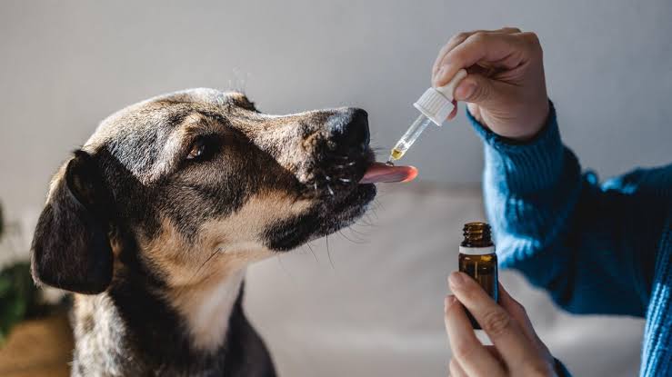 CBD Oil for Dogs Wellness