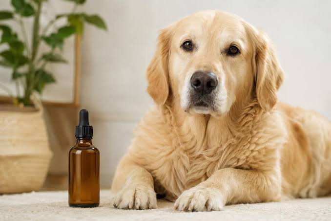 CBD for Dogs During Travel