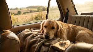 CBD for Dogs During Travel
